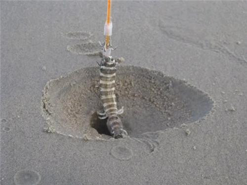 Không chỉ là nghề mưu sinh của người dân, nghề câu tôm còn được chọn lồng vào các tour du lịch đến Vũng Tàu. Khi những bãi biển sau thủy triều hở ra những bờ cát mịn, du khách có thể trải nghiệm cảm giác câu tôm tích thú vị. Ảnh: Internet.