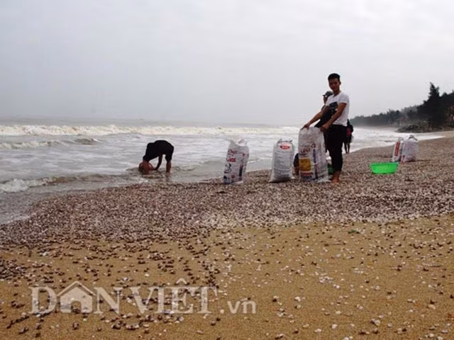 Hàng năm vào khoảng từ tháng 10-12 âm lịch biển động, sóng cuộn dưới đáy lên cuốn theo ốc sò dạt vào bờ nhiều. Sò lông là hải sản có giá trị kinh tế cao người dân ở đây rất vui mừng và họ nói đây là “lộc biển” ban tặng. Những năm trước có gia đình thu nhập hàng chục triệu đồng nhờ vớt sò lông dạt vào bờ này. Ảnh: Dân Việt.