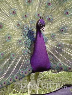 Chia sẻ trên Dân Việt, anh Minh, một chủ trại chim công có tiếng ở Ninh Bình cho biết: “Chim công tím là loài rất hiếm thuộc hàng cao cấp, giá có thời điểm lên đến trên 100 triệu đồng/cặp cũng không có hàng”.