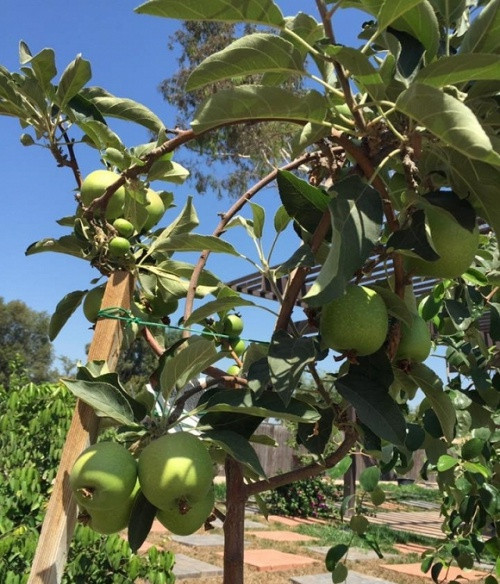 Vườn nhà Bằng Kiều trồng đủ các loại hoa quả và rau củ cho trái xum xuê như táo, bưởi, hồng xiêm... Ảnh: FBNV.