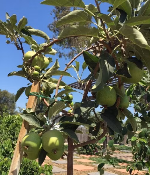 Vườn nhà Bằng Kiều trồng đủ các loại hoa quả và rau củ cho trái xum xuê như táo, bưởi, hồng xiêm... Ảnh: FBNV.