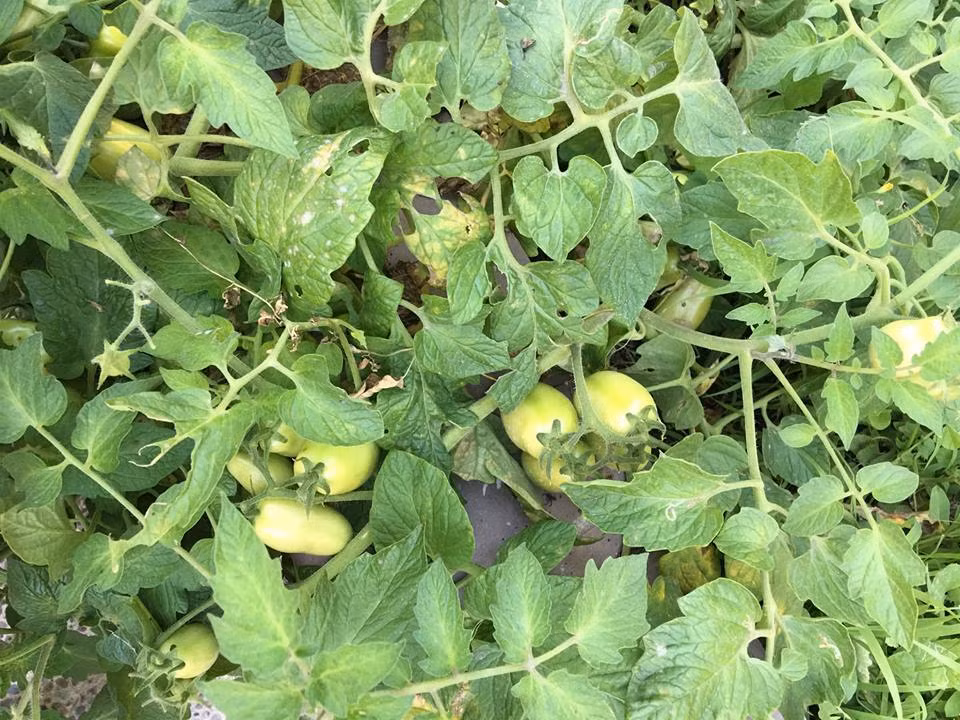 Nữ ca sĩ cho biết, khí hậu ở California ôn hòa, không quá lạnh và không quá nóng, nên rất thuận lợi cho việc trồng trọt. Các loại cây trồng, hạt giống, đất và phân bón lại dễ mua. Ảnh: FBNV.