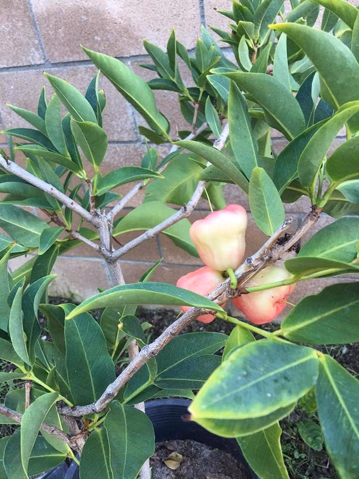 Hình ảnh nữ ca sĩ giản dị trong chiếc quần ngố, áo phông, đầu đội chiếc nón lá ra vườn chăm rau đã khiến nhiều người hâm mộ theo mến yêu cô. Ảnh: FBNV.