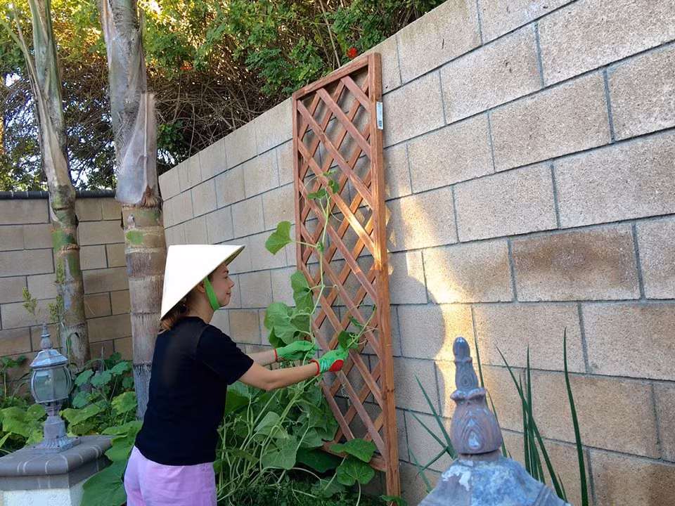 Trong khu vườn xanh tốt của mình, Thanh Thảo rất nhiều rau củ xanh tươi như cà chua, roi, chanh...cho quả sai trĩu. Thanh Thảo còn tự tay bắc giàn, bắt cành cho cây leo. Ảnh: FBNV.