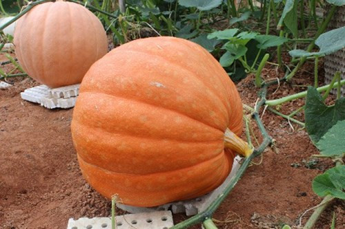 Ông Lê Hữu Phan - chủ vườn bí "khủng" ở Đà Lạt cho biết: “Giống bí ngô tôi mua ở bên Mỹ cho quả nặng 1 tấn rưỡi, song vụ đầu tiên tôi trồng thử, quả to nhất mới nặng được hơn 1 tạ. Còn lại chỉ đạt từ 40-80kg/quả”. Ảnh: Dân Việt.