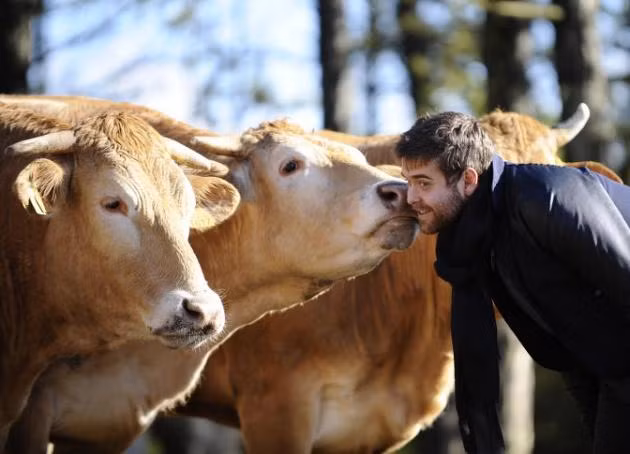 Mỗi tuần, trang trại sẽ chọn ra 4 con bò để giết thịt. Quá trình giết mổ được thực hiện nhân đạo nhất để những con bò không cảm thấy sợ hãi và đau đớn. Nếu những chú bò căng thẳng khi vào lò mổ, glycogen và axit lactic acid sẽ làm giảm độ mềm và hương vị của thịt bò.