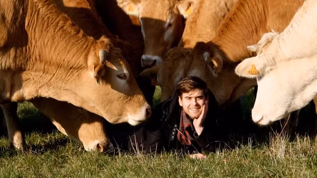 Bò Blonde Aquitaine được nuôi dưỡng trong môi trường sống thoải mái, tránh căng thẳng để thịt luôn được mềm và có hương vị tươi ngon. Mỗi tuần nông trại thịt 4 con bò.