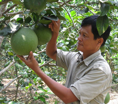 Từ đầu năm 2016 đến nay vườn bưởi nhà ông Minh thu hoạch được 20 tấn bưởi và dự kiến trong năm nay sẽ đem về lợi nhuận hơn 1 tỷ đồng. Ảnh: Sài Gòn giải phóng.