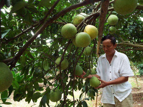 Khu vườn bưởi của ông Tính rộng 5.000m2 trồng 128 cây bưởi đỏ, cây nào cây nấy sum suê xanh mướt, lúc lỉu quả. Ảnh: Baohoabinh.