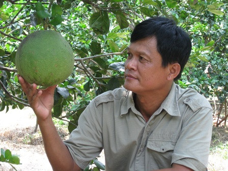 Từ năm 2008 đến nay, năng suất bưởi ở vườn nhà ông tăng dần. Đến năm 2015, ông Minh thu hoạch được 30 tấn bưởi, bán với giá bình quân 40.000 đồng/kg. Sau khi trừ chi phí, chỉ với 8.000 m2 đất đã đem về lợi nhuận cho ông hơn 1 tỷ đồng/năm. Ảnh: Dân Trí.