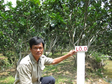 Chỉ với 8.000 m2 đất trồng bưởi xa xanh (BDX) VietGAP, ông Đào Văn Minh, ngụ xã Quới Sơn (huyện Châu Thành, tỉnh Bến Tre) thu về hơn 1 tỷ đồng mỗi năm. Mô hình của ông được nhiều đoàn khách trong và ngoài nước tham quan học hỏi kinh nghiệm sản xuất. Ảnh: Dân Trí.