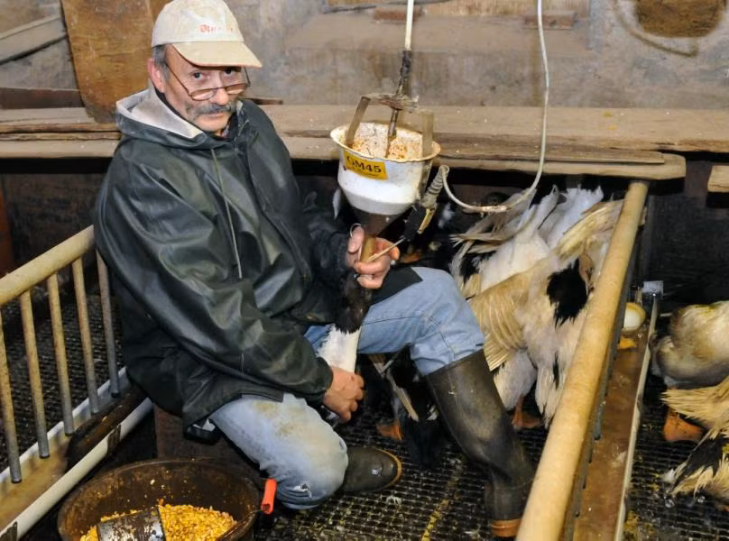 Tại đây, chúng buộc phải ăn ngô trộn sẵn với các thức ăn nhiều chất béo khác cho đến khi kích thước lớn hơn 6 lần so với bình thường. Để từng con ngỗng đạt được kích thước như yêu cầu, người ta thiết kế một ống kim loại dài để đưa thức ăn xuống thực quản. Ảnh: Ladepeche.