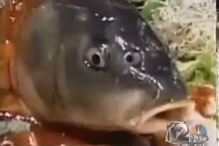 Khi phục vụ trên đĩa, người ta rưới lên mình cá phần nước sốt. Lúc thưởng thức, thực khách vẫn nhìn thấy miệng cá đang thở thoi thóp. Ảnh: Metro.