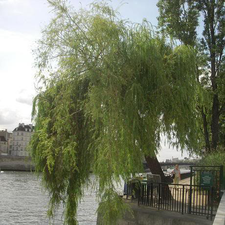 4. Cây liễu: Liễu là một loại cây đẹp nhưng lại mang dáng vẻ u buồn. Theo quan niệm dân gian liễu là loại cây cấm kỵ trồng trong nhà vì có thể mang đến những điềm gở cho gia chủ, tiền tài của cải bị hao hụt mà đường con cái cũng khó khăn. Nếu không muốn tài lộc đổ xuống sông xuống biển thì bạn không nên trồng liễu trong nhà. Ảnh: Phunutoday.