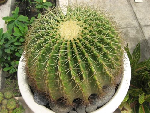 Theo quan niệm phong thủy, trồng cây xanh trong vườn nhà không chỉ mang lại cho con người bầu không khí trong lành để hít thở mà còn ảnh hưởng đến vận mệnh, sự may mắn của gia chủ. Nếu không biết lựa chọn cây trồng phù hợp, chúng dễ mang tới cho gia đình những điều xui xẻo, hao tiền tốn của cho chính chủ nhân. Sau đây là những loại cây "xui xẻo" kiêng kỵ không nên trồng trong nhà các bạn nên biết. Ảnh: Phununews.