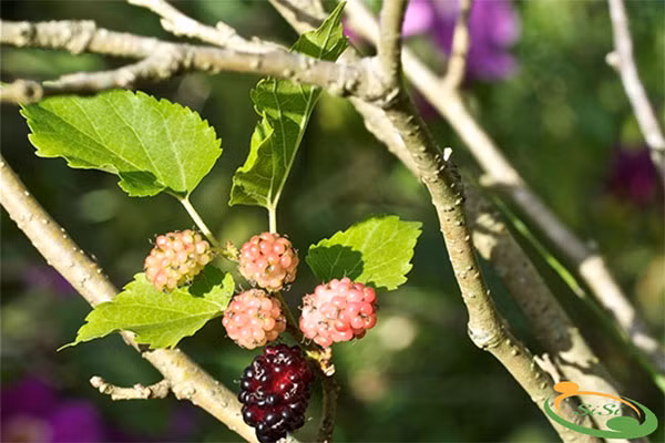 Ngoài ra theo quan niệm dân gian cây dâu còn có tác dụng trừ tà ma (những đứa trẻ sơ sinh thường được người lớn đeo cho những chiếc vòng dâu để không bị ma quỷ quấy nhiễu). Tóm lại nếu muốn gia đình mình gặp nhiều may mắn tài lộc thì không nên trồng cây dâu trong nhà. Ảnh: Internet.