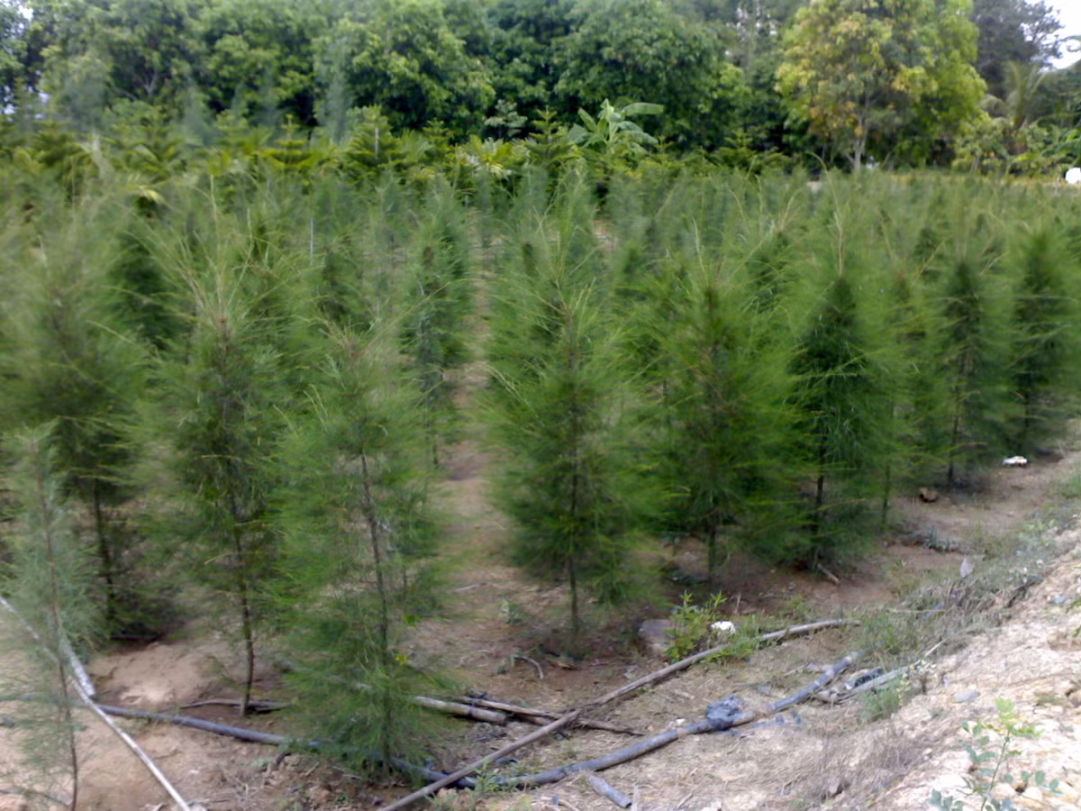 3. Cây dương: Là một loại cây trồng được những người yêu cây cảnh yêu thích, cây dương có phần tán cây đẹp nhưng dân gian cho rằng cây dương có khả năng dẫn dụ ma quỷ về nhà nên mang đến những điều xui cho gia chủ. Ảnh: Internet.