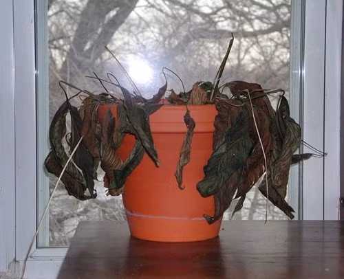 8. Các loại cây gần chết: Những loại cây đã chết hoặc sắp chết đều không nên đưa về nhà để trồng. Bởi những cây này biểu thị cho sự chết chóc, không có sự sống, mang lại không khí ảm đạm cho ngôi nhà của bạn. Ảnh: Khám Phá.