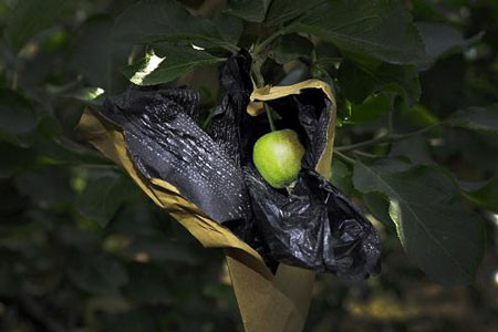 Thông tin trên khiến nhiều người lo ngại về tính an toàn khi sử dụng loại táo đỏ trồng ở Yên Đài này.