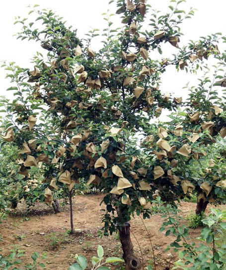 Người ta chỉ thấy rằng bệnh tật xuất hiện ngày càng nhiều, trong đó căn bệnh ung thư được nhiều người cho rằng có liên quan trực tiếp đến thói quen ăn uống các sản phẩm có nhiều dư lượng thuốc trừ sâu.