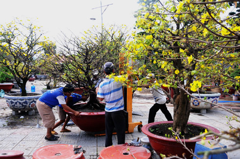 Các chủ vườn cho rằng, để mai vàng mọc theo ý muốn, có thân cây đẹp thì người chăm sóc phải bỏ khác nhiều công sức và am hiểu về sự thích nghi với thời tiết. Vì vậy, giá nhưng cây mai này đắt đỏ so với nhiều loại cây cảnh khác. Ảnh: Tin Mới.