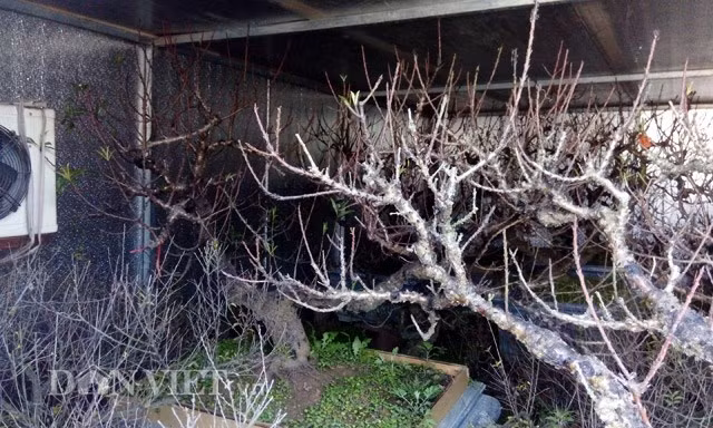 Vườn đào Thất Thốn bạc tỷ ở Nhật Tân, Hà Nội, được người nông dân Lê Hàm xây dựng sáng tạo và lắp điều hòa nhiệt độ để điều chỉnh cây ra hoa theo ý muốn đúng dịp Tết. Ảnh: Dân Việt.