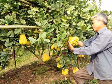 Những vườn phật thủ tiền tỷ đem lại khoản thu nhập cao cho nhiều nông dân ở xã Yên Sở, xã Đắc Sở, huyện Hoài Đức, Hà Nội). Vào dịp Tết Nguyên đán, có những quả phật thủ giá cả chục triệu đồng. Nhiều nông dân trồng phật thủ ở Đắc Sở đang thu vàng, thu bạc từ loại cây này. Ảnh: ANTĐ.