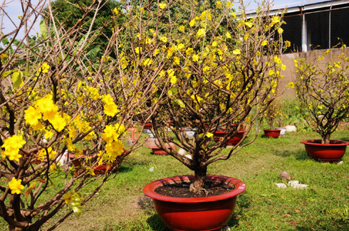 Làng mai Thủ Đức, ở TP HCM, những ngày cận Tết Nguyên đán nhộn nhịp người mua và thuê hoa. Những cây mai đẹp có giá từ trăm triệu đến cả tỷ đồng, trong khi phí để thuê trong mấy ngày cũng lên tới cả chục triệu. Ảnh: Tin Mới.