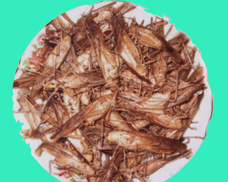 Ước tính, mỗi đêm riêng tại thị trấn Bằng Lũng huyện Chợ Đồn, các hộ dân cũng phải bắt được hàng chục kg muỗm. Giá thu mua ở Chợ Đồn là 80.000 đồng/kg, còn tại thị xã nơi mua cao nhất là 120.000 đồng/kg. Vì vậy, rất nhiều người dân đã trắng đêm đi bắt muồm muỗm. Ảnh: Báo Yên Bái.