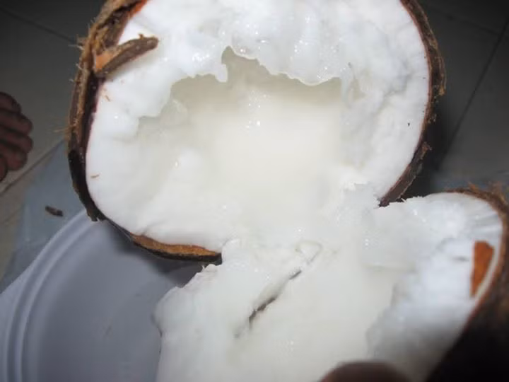 Dừa sáp Cầu Kè: Dừa sáp có đặc điểm cơm rất dày, mềm xốp nên còn gọi là dừa đặc ruột. Ngoài ra, dừa sáp cũng có một lượng nước rất ít, có đặc điểm sền sệt và có mùi thơm rất đặc trưng. Ảnh: Internet.