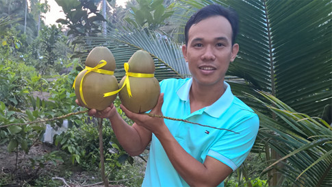 Anh Tâm đã làm thủ tục đăng ký đăng bản quyền quy trình sản xuất trên và được chính quyền địa phương nhiệt hình hỗ trợ. Dự kiến, anh sẽ chọn 1.000 trái dừa nguyên liệu để ép khuôn, tạo hình, giá dừa hồ lô bán thị trường từ 400.000-500.000 đồng/trái. Ảnh: Thanh Niên.