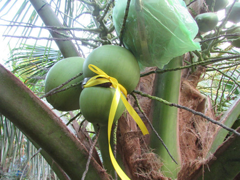 Khác với bưởi, dưa hấu thì việc tạo hình hồ lô cho trái dừa gian nan hơn rất nhiều do dừa có xơ, vỏ cứng, láng nên việc dùng lực ép eo vô cùng khó khăn. Anh Tâm cho biết, suốt 2 năm qua, việc tạo hình hồ lô trên trái dừa đã gặp hàng chục lần thất bại, có lúc tưởng chừng phải bỏ cuộc. Tuy nhiên, vì tâm huyết với trái dừa quê hương, cuối cùng anh Tâm đã thành công. Ảnh: Thanh Niên.