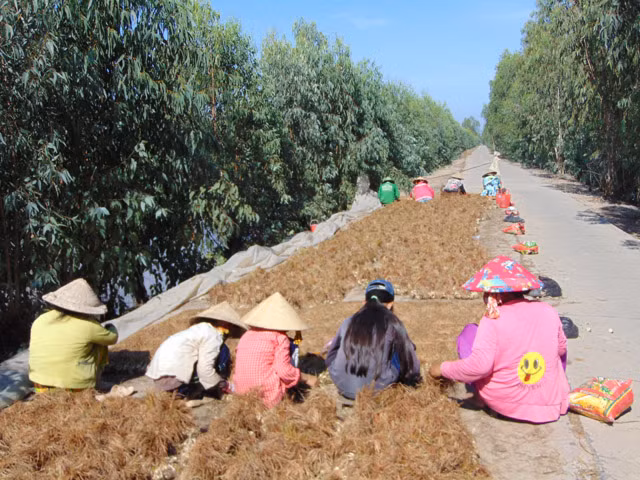 Kiệu là loại cây trồng lâu năm tại huyện Tam Nông và đây là cây trồng chủ lực để giúp nhiều nông dân miền Tây thoát nghèo, vươn lên trong cuộc sống. Trong đó, vụ kiệu Tết được nông dân mong chờ vì giá cả cao, nguồn tiêu thụ dễ dàng và năng suất, chất lượng tốt. Ảnh: Dân Việt.