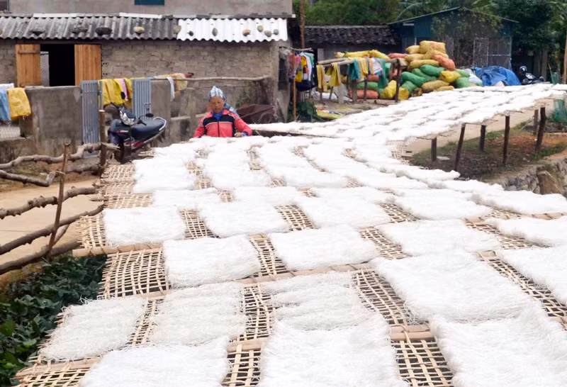Hiện tại diện tích vùng trồng dong riềng trên địa bàn huyện Bình Liêu ước tính hơn 123ha, sản lượng củ đạt 4.900 tấn cho ra khoảng 70 tấn miến dong sản phẩm. Huyện Bình Liêu có 20 cơ sở sản xuất miến dong quy mô HTX và hộ gia đình. Với số lượng cơ sở sản xuất này về cơ bản tiêu thụ hết nguồn nguyên liệu dong riềng cho bà con. Ảnh: Báo Quảng Ninh.