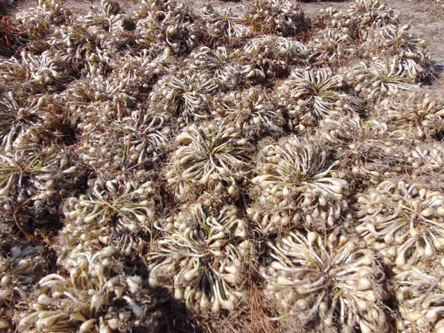 Khoảng tháng 12 hàng năm, người dân huyện Tam Nông (Đồng Tháp) lại tất bật thu hoạch kiệu chuẩn bị cho dịp Tết. Đây là mùa “ăn nên làm ra” của các nông dân miền Tây trồng kiệu vì kiệu có giá và năng suất cao. Ảnh: Dân Việt.