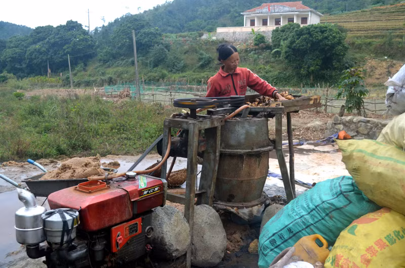 Xã Húc Động có diện tích trồng dong riềng hơn 51ha và là xã trồng dong nhiều nhất huyện Bình Liêu. Năm nay sản lượng dong ở Húc Động đạt khoảng 2.000 tấn củ. Ảnh: Báo Quảng Ninh.