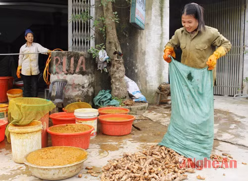 Xã Quỳnh Hậu (Quỳnh Lưu, Nghệ An) có khoảng 30 hộ chế biến tinh bột nghệ, giải quyết việc làm lúc nông nhàn cho khoảng gần 100 lao động tham gia. Trong khoảng thời gian 4 tháng, chế biến tinh bột nghệ mang lại thu nhập bình quân từ 30 - 35 triệu đồng/người. Ảnh: Báo Nghệ An.