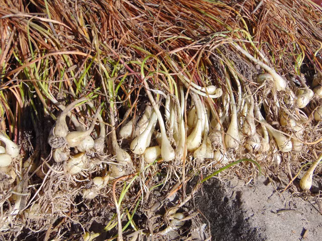 Đặc biệt, vụ kiệu Tết còn giúp giải quyết việc làm cho hàng trăm lao động nhàn rỗi tại các địa phương có thu nhập từ 100.000 - 120.000 đồng/ngày với việc sơ chế kiệu. Ảnh: Dân Việt.