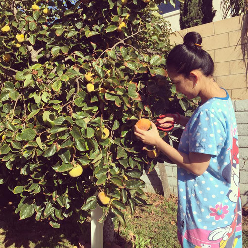 Vườn cây trái nhà Kim Hiền trồng rất nhiều loại cây ăn quả như hồng, thanh long, ổi...Ảnh: Khám Phá.