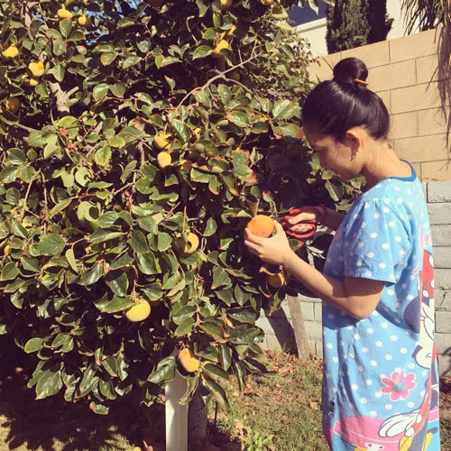 Vườn cây trái nhà Kim Hiền trồng rất nhiều loại cây ăn quả như hồng, thanh long, ổi...Ảnh: Khám Phá.