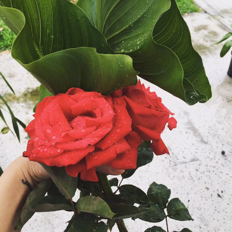 Trên trang Facebook cá nhân, Kim Hiền từng chia sẻ: "Ra vườn hái hoa hồng và để trong phòng. Thói quen của mình là vậy. Đi đâu hay ở đâu cũng phải có hoa cạnh mình vì nó chính là sức sống trong con người mình! Giờ thì nhà mình đầy cây và hoa từ dưới sân cho đến sân thượng tràn ngập cây!". Ảnh: FBCN.