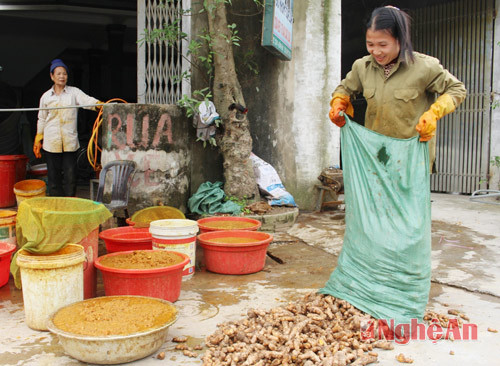 Xã Quỳnh Hậu (Quỳnh Lưu, Nghệ An) có khoảng 30 hộ chế biến tinh bột nghệ, giải quyết việc làm lúc nông nhàn cho khoảng gần 100 lao động tham gia. Trong khoảng thời gian 4 tháng, chế biến tinh bột nghệ mang lại thu nhập bình quân từ 30 - 35 triệu đồng/người. Tiêu biểu như cơ sở sản xuất tinh bột nghệ của gia đình chị Nguyễn Thị Hải, xóm 8, xã Quỳnh Hậu hoạt động từ năm 2009, sản phẩm làm ra đều được xuất bán hết. Ảnh: Báo Nghệ An.