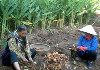Nghệ trở thành cây trồng chính, có giá trị hàng hóa ngày càng cao giúp xóa đói, giảm nghèo và làm giàu cho nhiều nông hộ. Tính ra, 1 ha nghệ ở Quỳnh Vinh thu hoạch đạt 200 triệu đồng. Ảnh: Internet.
