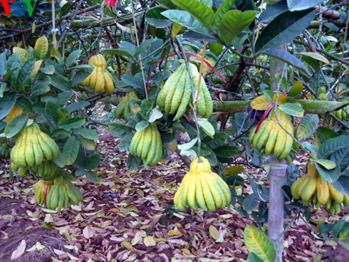 Trong những năm gần đây, cây phật thủ đã trở nên quen thuộc đối với người Việt Nam vào các dịp lễ,Tết, đặc biệt là Tết Nguyên đán. Nguồn cung cấp phật thủ lớn nhất được biết đến là ở Đắc Sở. Hơn 80% người dân ở đây trồng phật thủ để bán trong dịp Tết vì nó đem lại giá trị kinh tế lớn. Ảnh: VOV.