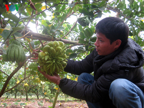 Cây phật thủ đã giúp nhiều gia đình nông dân ở xã Đắc Sở, huyện Hoài Đức, Hà Nội có thu nhập hàng tỷ mỗi năm. Càng gần đến Tết Nguyên đán, những con đường dẫn đến thôn Đông, xã Đắc Sở, huyện Hoài Đức (Hà Nội) càng tấp nập. Thương lái các nơi đổ về đây, ra tận các các vườn cây phật thủ chọn mua để mang về các chợ đầu mối bán. Ảnh: VOV.