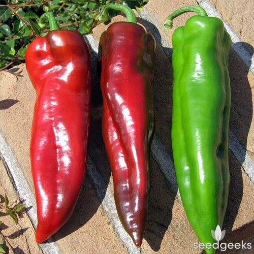 Ớt ngọt sừng bò ngoài được sử dụng để chế biến các món ăn giống như ớt chuông còn được dùng làm nước uống giống như các loại sinh tố trái cây để làm đẹp da và giảm cân. Ảnh: Seedgeeks