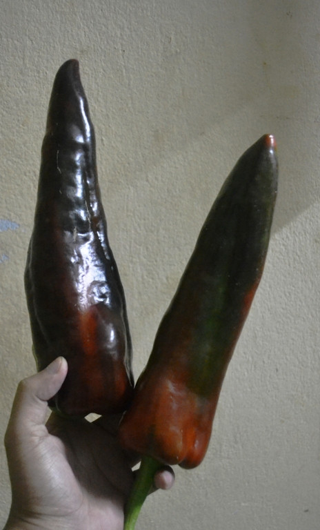 Anh Nguyễn Định, ngụ đường vòng Lâm Viên, phường 8, TP Đà Lạt (Lâm Đồng) cho biết, cách đây 3 tháng anh đã liên hệ mua được loại ớt sừng bò giống Hà Lan về gieo trồng thử nghiệm. Ảnh: CAND.