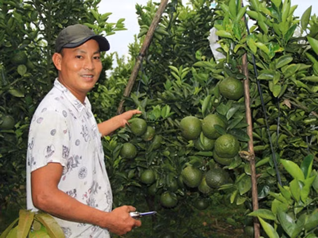 Từ miền Tây khăn gói lên mảnh đất Lâm Đồng lập nghiệp, nhờ chịu thương, chịu khó tìm tòi và biết áp dụng kỹ thuật trồng cam. Đến nay, anh Lê Hoàng Minh (35 tuổi, ở xã Đại Lào, TP Bảo Lộc, Lâm Đồng) đã có một vườn cam sành thu lãi khoảng 1 tỷ đồng mỗi năm. Ảnh: Dân Trí.