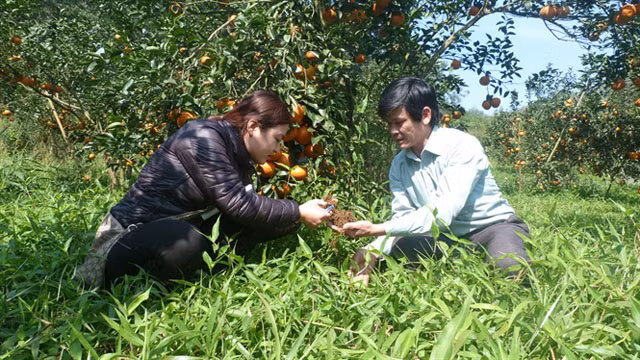 Sau nhiều năm vật lộn với nghề trồng cam, đến nay gia đình anh Huynh đã có khoảng 10ha cam sành, cùng 51 ha rừng xanh tốt. Nhờ việc trồng và chăm sóc theo đúng kỹ thuật, nên cam sành của gia đình anh luôn ổn định về giá và đạt chất lượng cao. Vụ thu hoạch cam năm ngoái, đã cho gia đình anh doanh thu trên 2,4 tỷ đồng. Ngoài ra, anh Huynh còn tạo việc làm cho 30 nhân công trong xã mỗi khi đến mùa thu hái cam. Ảnh: Nông nghiệp Việt Nam.