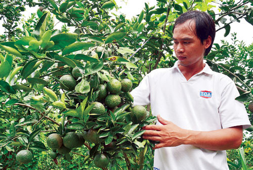 Từ tay trắng, anh Phạm Hoàng Lộc (ngụ ấp Phú Nghĩa, xã Phú Hữu, huyện Châu Thành, tỉnh Hậu Giang) đã “liều mình” vay vốn, thuê đất trồng cam sành và có thu nhập hàng tỷ đồng mỗi năm.
